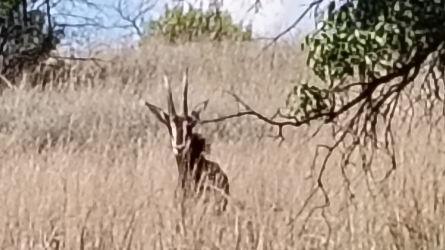 5 Bedroom Property for Sale in Swartruggens North West